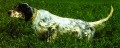 Setter Anglais NAGUY DU VAL CLAIR Setter Anglais NAGUY DU VAL CLAIR